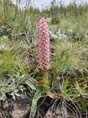 Disa fragrans
