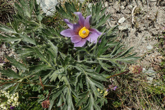 Pulsatilla halleri
