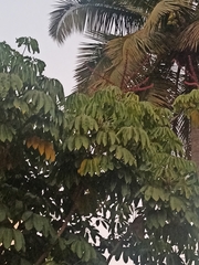 Heptapleurum actinophyllum