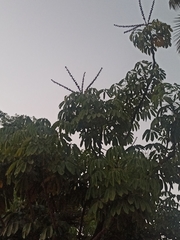 Heptapleurum actinophyllum