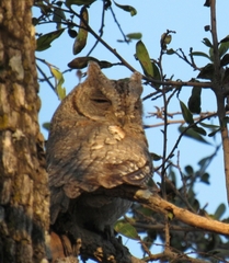 Otus senegalensis