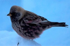 Leucosticte arctoa