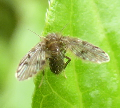 Clytocerus