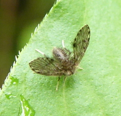 Clytocerus