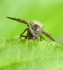 Clytocerus