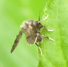 Clytocerus