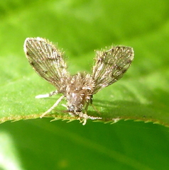 Clytocerus