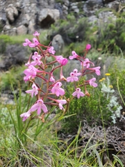 Disa oreophila erecta