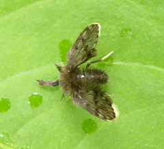 Clytocerus