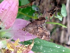 Hymenia
