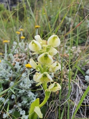 Pterygodium leucanthum