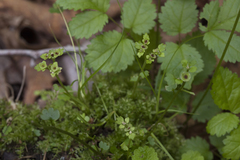 Chrysosplenium flagelliferum