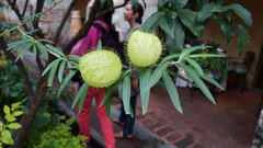 Gomphocarpus physocarpus