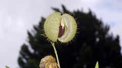 Gomphocarpus physocarpus