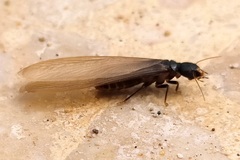 Anacanthotermes ubachi