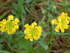 Alyssum montanum gmelinii