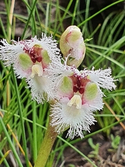 Huttonaea grandiflora