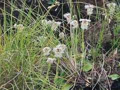Huttonaea grandiflora