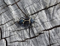 Calydon submetallicum