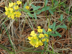 Alyssum montanum gmelinii