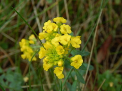Alyssum montanum gmelinii