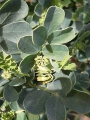 Coronilla