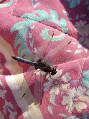 Erythrodiplax connata