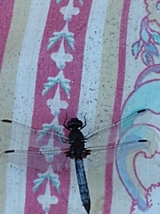 Erythrodiplax connata