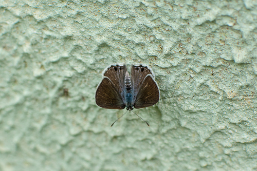 Cramer’s Scrub-Hairstreak