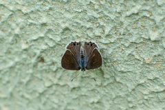 Cramer’s Scrub-Hairstreak
