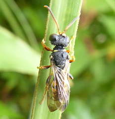 Cerceris