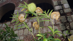 Gomphocarpus physocarpus