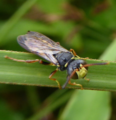 Cerceris