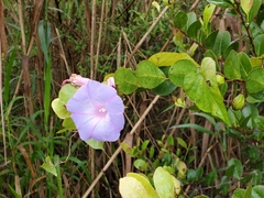 Ipomoea indica image