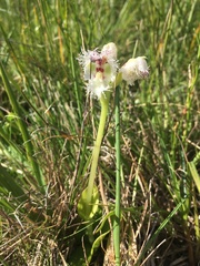 Huttonaea grandiflora