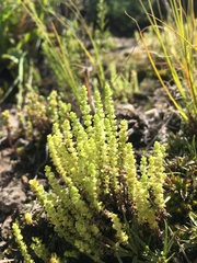 Crassula lanceolata lanceolata