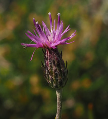 Carduus argentatus
