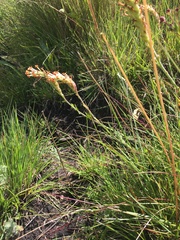 Glumicalyx goseloides