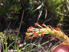 Glumicalyx goseloides