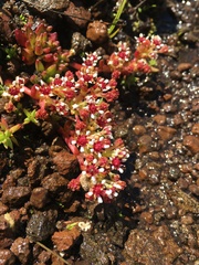Crassula peploides