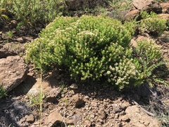 Crassula sarcocaulis