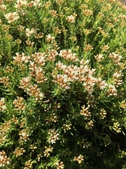 Crassula sarcocaulis