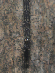 Gynacantha villosa