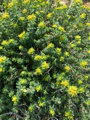 Euphorbia melitensis
