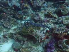 Acrochordus granulatus