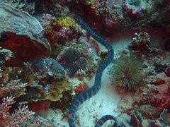 Acrochordus granulatus