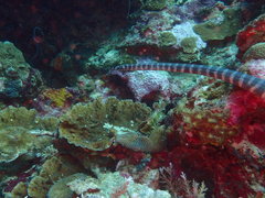 Acrochordus granulatus