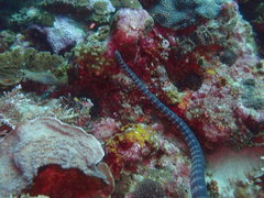 Acrochordus granulatus