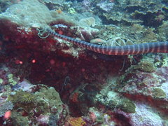 Acrochordus granulatus