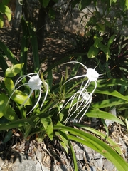 Hymenocallis littoralis